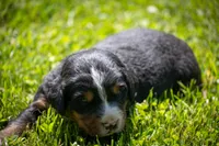 Gray Girl, a female Bernese Mountain Dog for sale in Shelbina, MO – 2 of 10