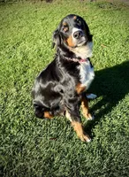 Orange Boy, a male Bernese Mountain Dog for sale in Shelbina, MO – 9 of 10