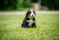 Pink Girl, a female Bernese Mountain Dog for sale in Shelbina, MO – 4 of 10