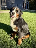 Blue Boy, a male Bernese Mountain Dog for sale in Shelbina, MO – 8 of 10
