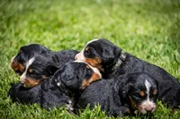Purple Girl, a female Bernese Mountain Dog for sale in Shelbina, MO – 5 of 10