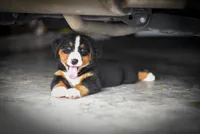 Green Boy, a female Bernese Mountain Dog for sale in Shelbina, MO – 5 of 9