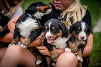 Orange Boy, a male Bernese Mountain Dog for sale in Shelbina, MO – 6 of 10