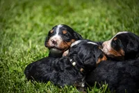 Orange Boy, a male Bernese Mountain Dog for sale in Shelbina, MO – 4 of 10