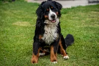 Gray Girl, a female Bernese Mountain Dog for sale in Shelbina, MO – 7 of 10