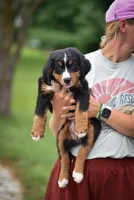 Black Girl, a female Bernese Mountain Dog for sale in Shelbina, MO – 3 of 10