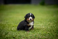 Orange Boy, a male Bernese Mountain Dog for sale in Shelbina, MO – 3 of 10