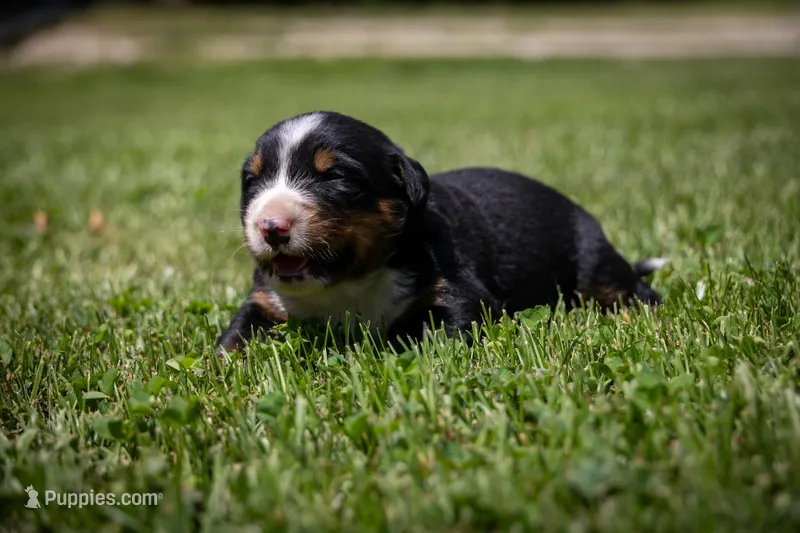 Orange Boy – Bernese Mountain Dog puppy for sale in Shelbina, MO