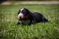 Orange Boy, a male Bernese Mountain Dog for sale in Shelbina, MO – 1 of 10