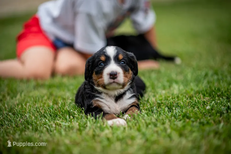 White Girl – Bernese Mountain Dog puppy for sale in Shelbina, MO