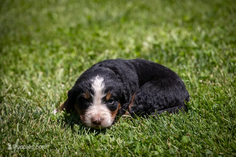 Green Boy – Bernese Mountain Dog puppy for sale in Shelbina, MO