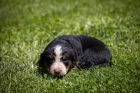 Green Boy, a male Bernese Mountain Dog for sale in Shelbina, MO – 1 of 10