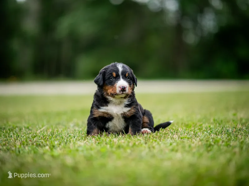 Orange Boy – Bernese Mountain Dog puppy for sale in Shelbina, MO