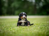 Orange Boy, a male Bernese Mountain Dog for sale in Shelbina, MO – 1 of 10