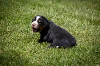 Purple Girl, a female Bernese Mountain Dog for sale in Shelbina, MO – 2 of 10