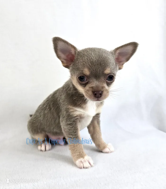 Streamer – Chihuahua puppy for sale in Piqua, KS