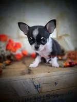 Wave, a male Chihuahua for sale in Piqua, KS – 5 of 7