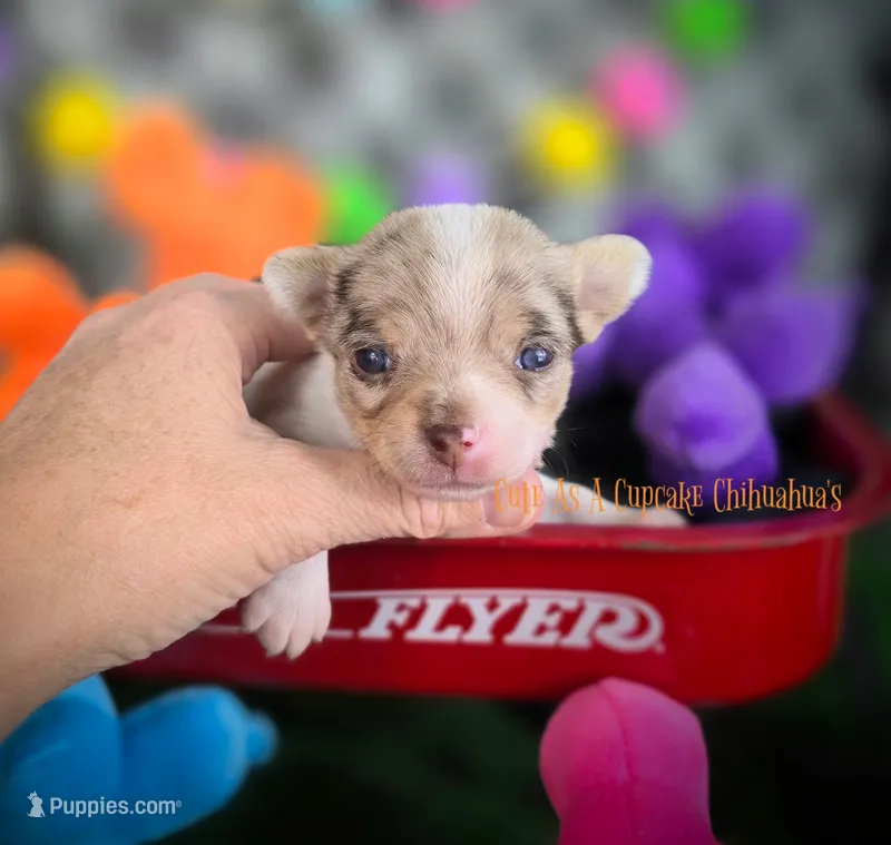 Splash – Chihuahua puppy for sale in Piqua, KS