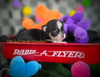 Wave TINY, a male Chihuahua for sale in Piqua, KS – 4 of 8