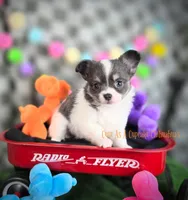 Slider, a male Chihuahua for sale in Piqua, KS – 5 of 7