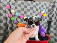 Slider, a male Chihuahua for sale in Piqua, KS – 7 of 7