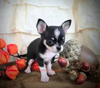 Wave, a male Chihuahua for sale in Piqua, KS – 3 of 7
