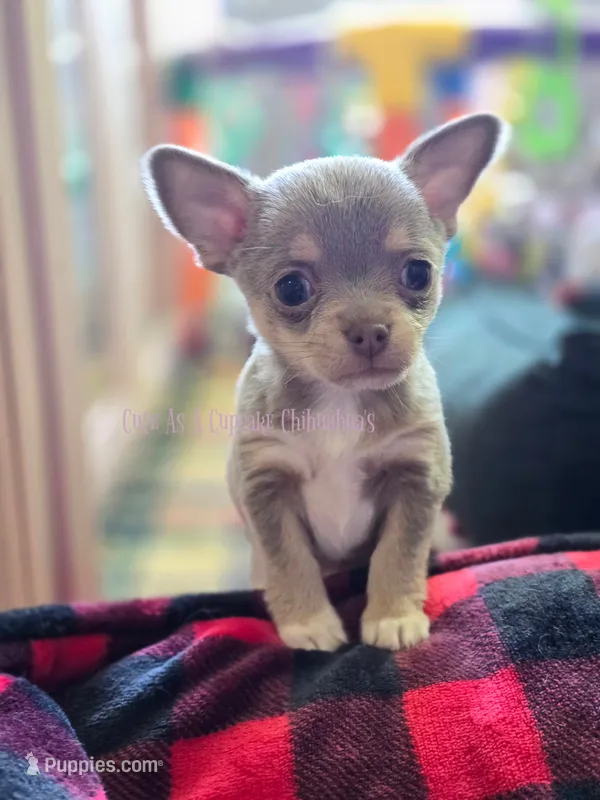 Streamer – Chihuahua puppy for sale in Piqua, KS