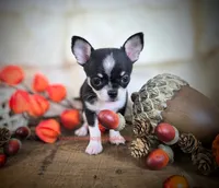Wave, a male Chihuahua for sale in Piqua, KS – 1 of 7