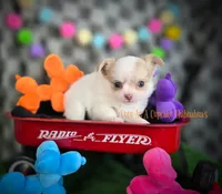 Tator, a male Chihuahua for sale in Piqua, KS – 6 of 7