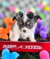 Slider, a male Chihuahua for sale in Piqua, KS – 2 of 7