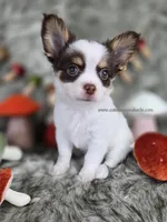 Reef, a male Chihuahua for sale in Piqua, KS – 8 of 10