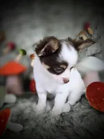 Reef, a male Chihuahua for sale in Piqua, KS – 4 of 10