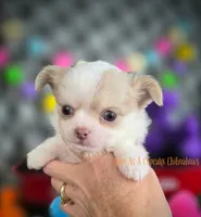 Tator, a male Chihuahua for sale in Piqua, KS – 2 of 7