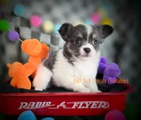 Slider, a male Chihuahua for sale in Piqua, KS – 3 of 7