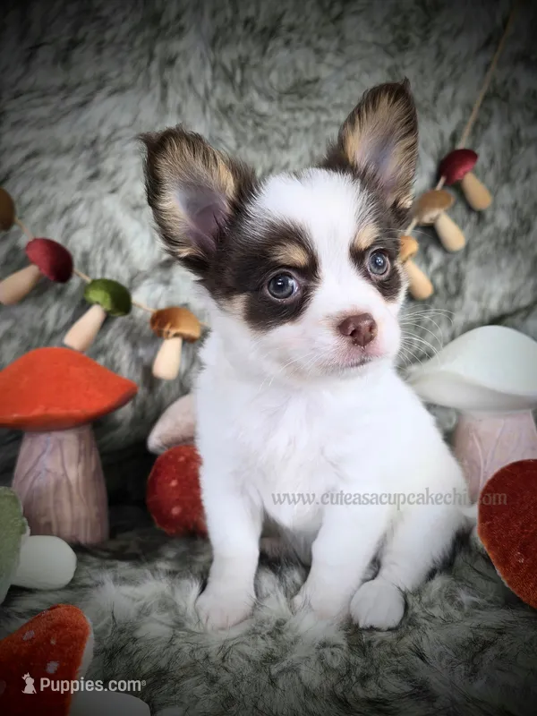 Reef – Chihuahua puppy for sale in Piqua, KS