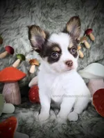 Reef, a male Chihuahua for sale in Piqua, KS – 1 of 10