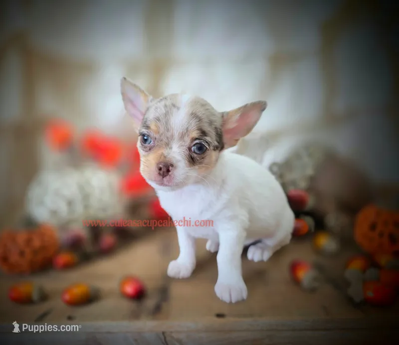 Splash – Chihuahua puppy for sale in Piqua, KS