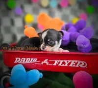 Wave TINY, a male Chihuahua for sale in Piqua, KS – 5 of 8