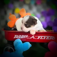 Reef, a male Chihuahua for sale in Piqua, KS – 2 of 5