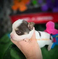 Reef, a male Chihuahua for sale in Piqua, KS – 3 of 5