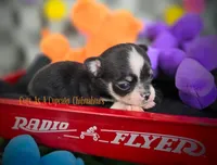Wave TINY, a male Chihuahua for sale in Piqua, KS – 6 of 8
