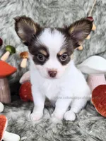 Reef, a male Chihuahua for sale in Piqua, KS – 5 of 10