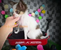 Rose, a female Chihuahua for sale in Piqua, KS – 3 of 7