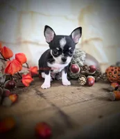 Wave, a male Chihuahua for sale in Piqua, KS – 7 of 7