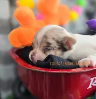 Splash, a male Chihuahua for sale in Piqua, KS – 2 of 7