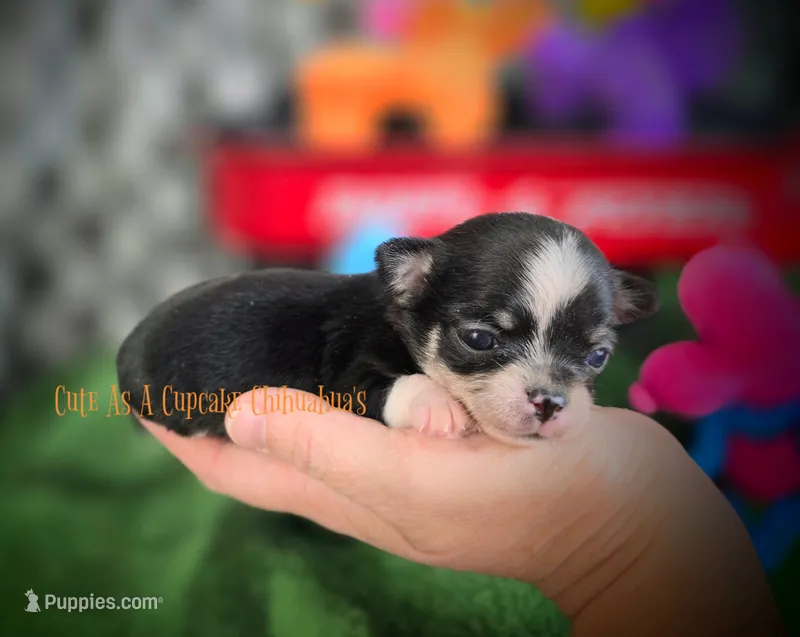 Wave TINY – Chihuahua puppy for sale in Piqua, KS