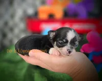 Wave TINY, a male Chihuahua for sale in Piqua, KS – 1 of 8