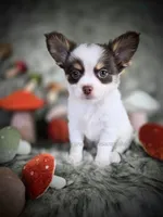 Reef, a male Chihuahua for sale in Piqua, KS – 9 of 10