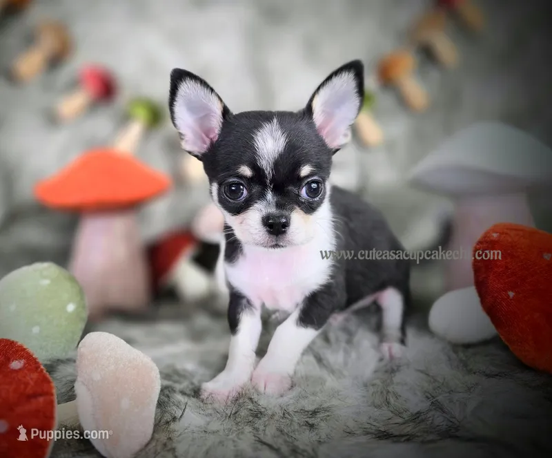 Wave – Chihuahua puppy for sale in Piqua, KS