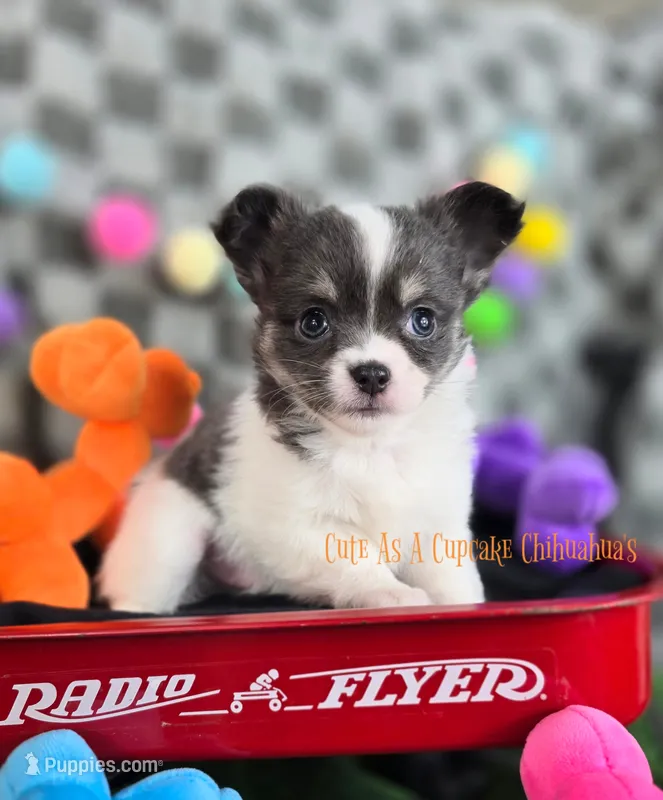 Slider – Chihuahua puppy for sale in Piqua, KS